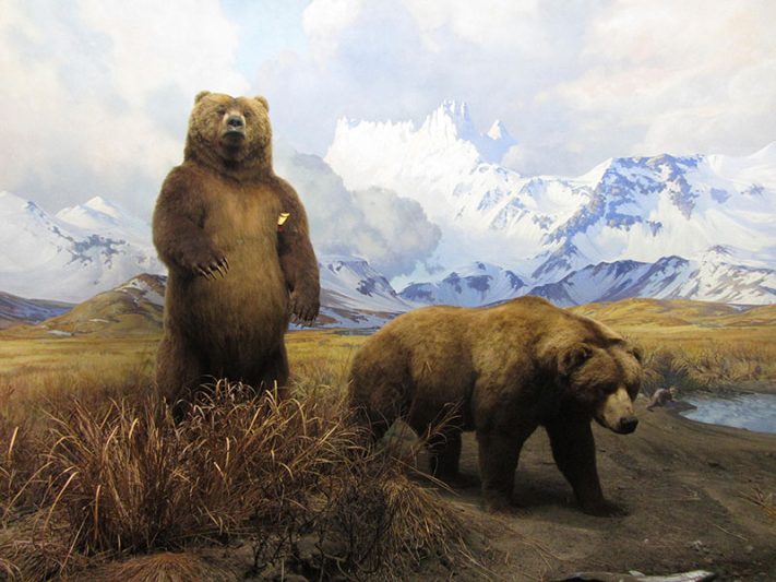 Museo Americano de Historia Natural