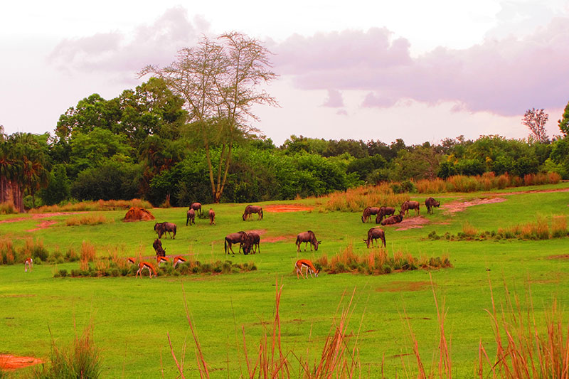Animales en Disney Animal Kingdom