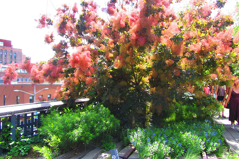 High Line Elevated Park en Nueva York