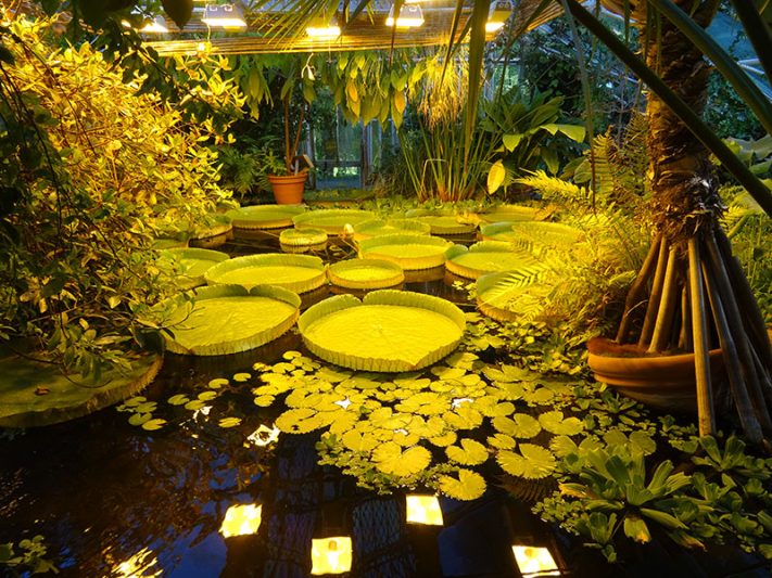 Nenúfares en el Jardín Botánica de Tøyen