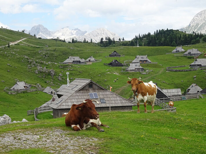 vacas en Velika Planina en Eslovenia