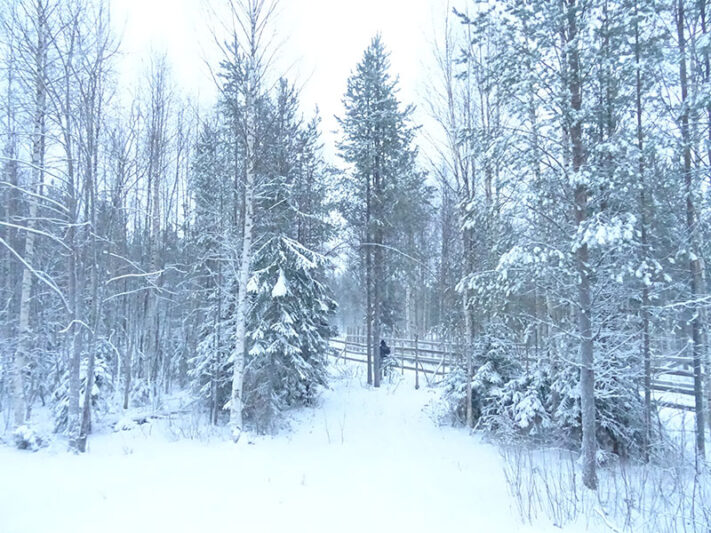 Bosque nevado en Laponia Rovaniemi
